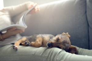 Settle In